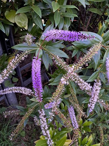 Hebe veronica hybrid - hebe, veronica hybrid