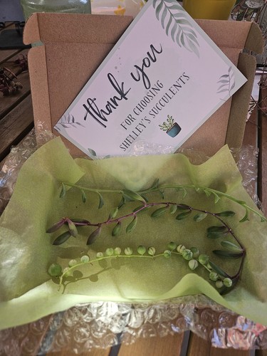 Succulent string bundle - string,