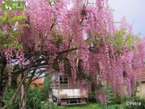 Chinese pink wisteria tree - chinese,