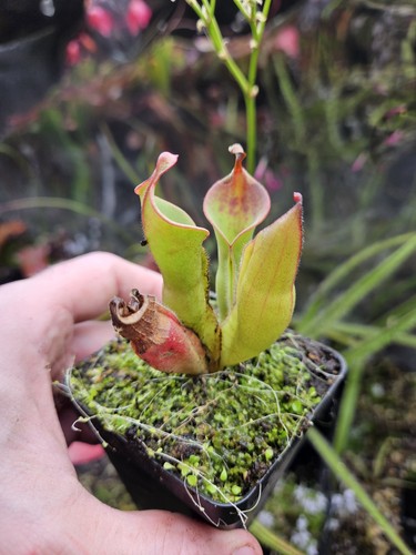 Heliamphora heterodexa x - b2,