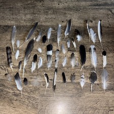 40 DifferentFree Fallen Feathers Variety: Seagull ,Crow, Wood Pigeon Etc Foraged