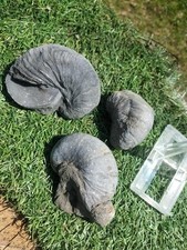 3 x gryphea bivalves Ammonite Yorkshire , Whitby UK  fossils devils tonsils 