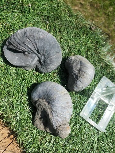Gryphea bivalves ammonite - 3,