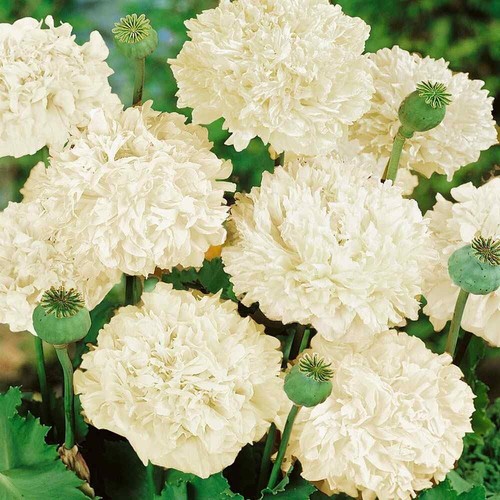 Premium cream poppy - premium,