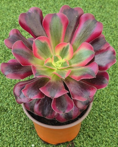 Aeonium meduca large - 'meduca',