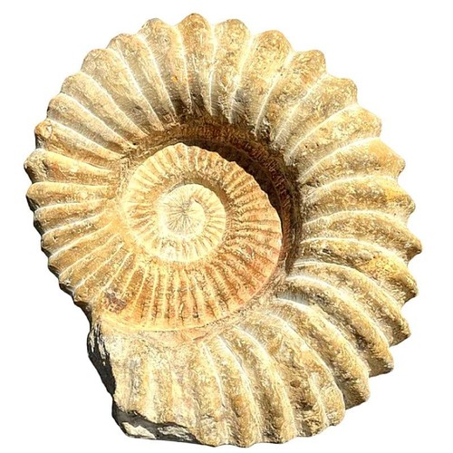 Authentic agadir ammonite - agadir,