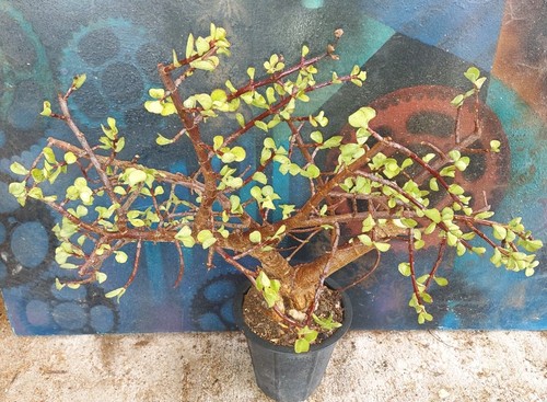 Jade bonsai tree form - jade,