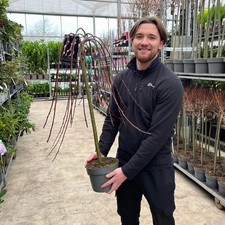 Salix Weeping Willow