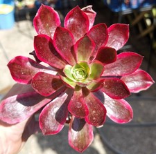 Aeonium Phantom Var - Stunning