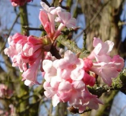 4ft potted viburnum - xl,