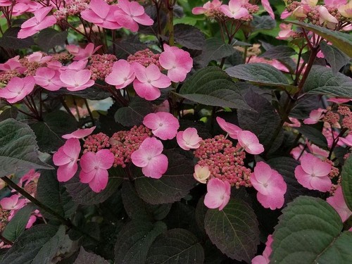 Hydrangea serrata daredevil - serrata,