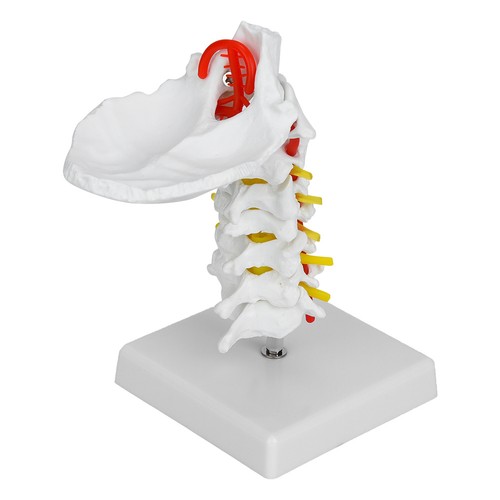 Human cervical arteria - cervical,