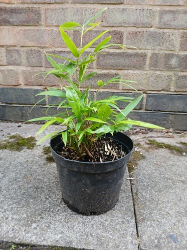 Black bamboo plant - black,