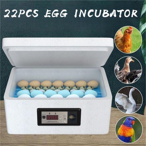 Egg incubator for hatching - egg,