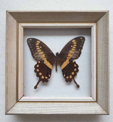 Framed real swallowtail - framed,