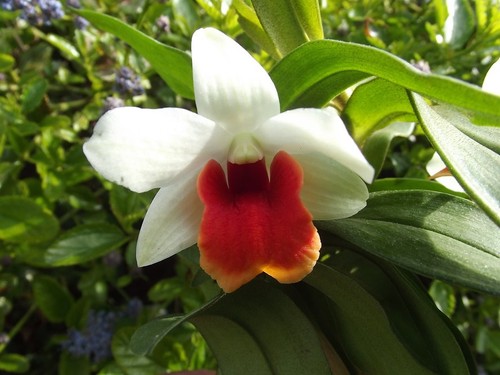 Rare dendrobium jiaho - rare,