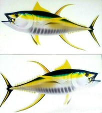 Yellowfin Tuna Decals Fish