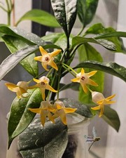 Hoya Occultata Yellow Fresh