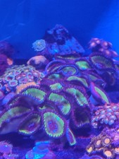 Grandy Paly  coral Marine Aquarium 