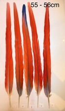 Parrot Macaw Feather Crafts