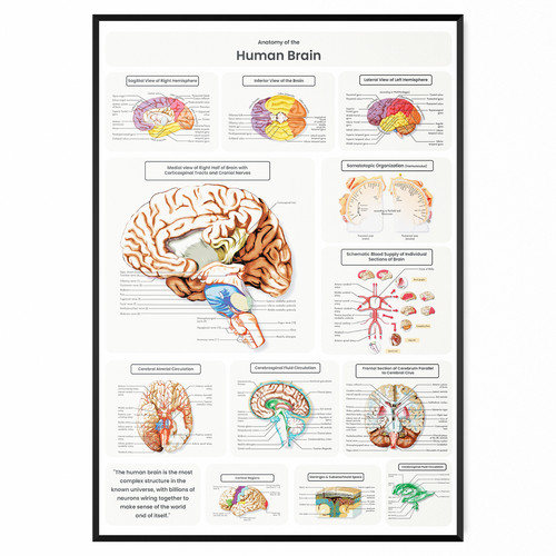 Human brain anatomy - brain, poster