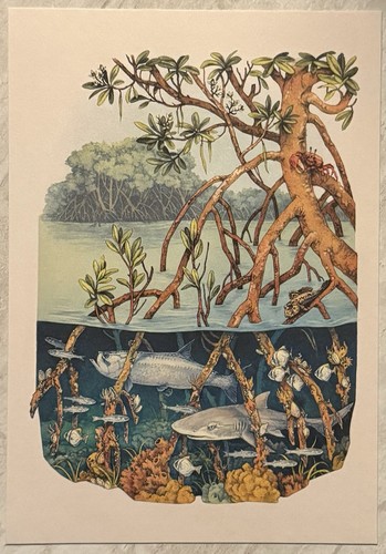 Lemon shark crab mangrove - lemon,