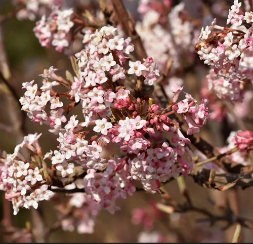 Viburnum farreri deciduous - viburnum,