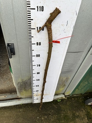 Blackthorn walking stick - ,