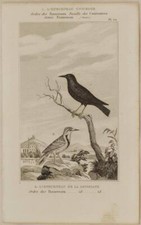 BUFFOON BIRD BIRD REVERSAL