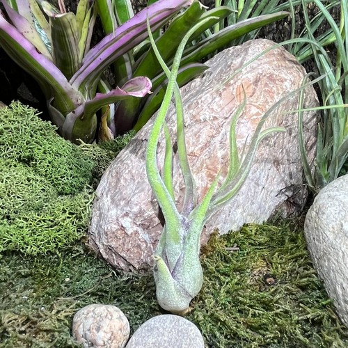 Tillandsia caput medusae - tillandsia, air