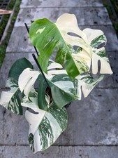 Monstera Albo Variegated Plant