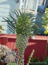 EUPHORBIA CLANDESTINA @j@