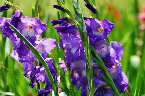 Gladioli gladiolus purple - 10,