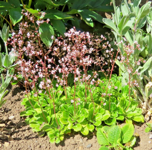 Saxifraga london pride - saxifraga,