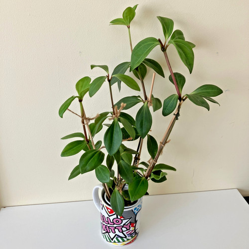 Live peperomia pereskiifolia - peperomia,