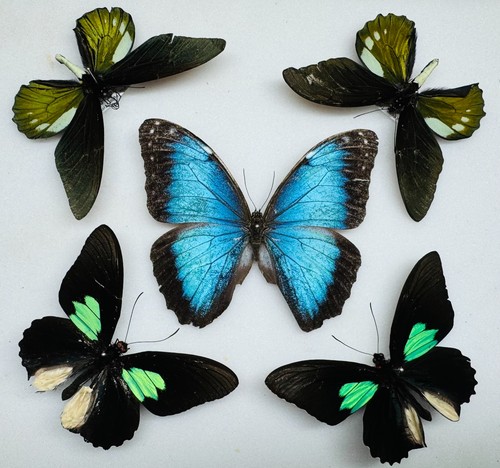 Real butterfly specimens - butterfly,
