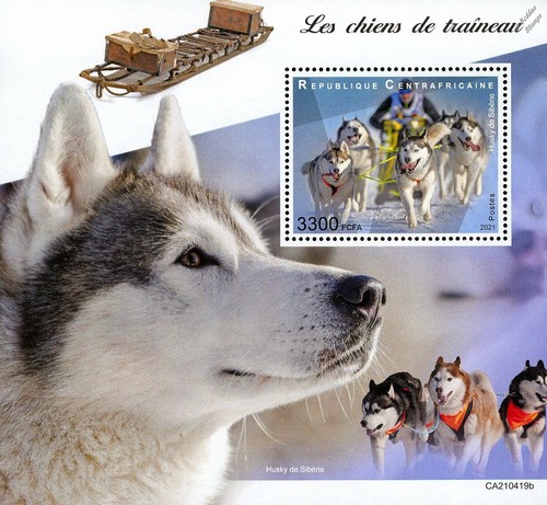 Sled dogs siberian husky - sled,