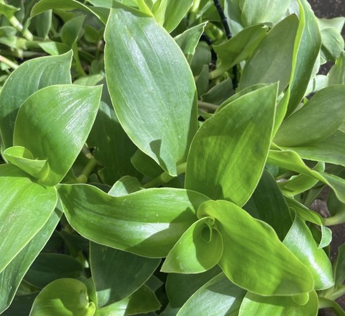 Unrooted tradescantia - 3, (