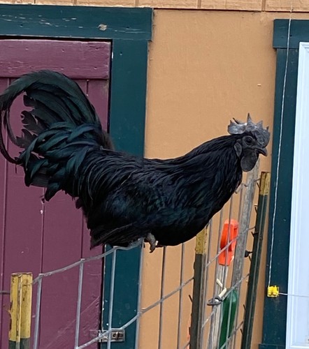 Fertile rare ayam cemani - rare,