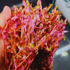 Rotala Indica Rotundifolia x 5