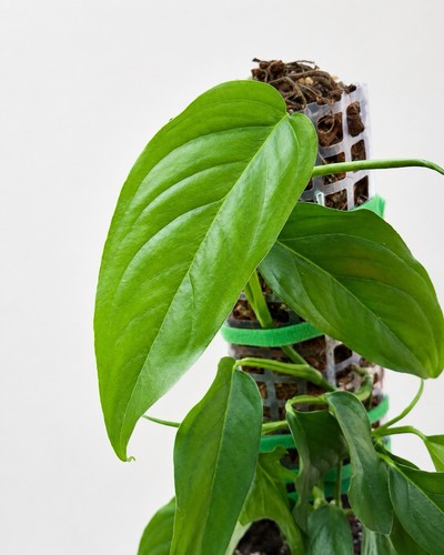 Monstera obliqua - monstera,