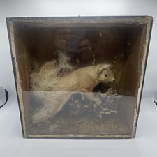taxidermy Antique Cased red squirrel 1900s