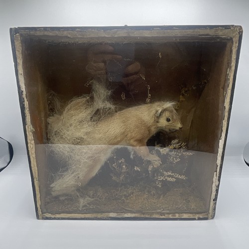 Taxidermy antique cased red - antique,