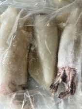 Frozen whole squid sea - , fishing