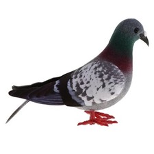 Animal model, pigeon model