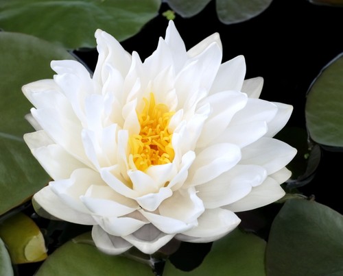 White live hardy water lily - hardy,