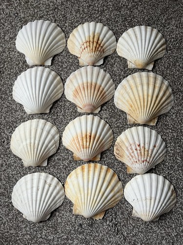 Pcs big scallop shells - pcs,