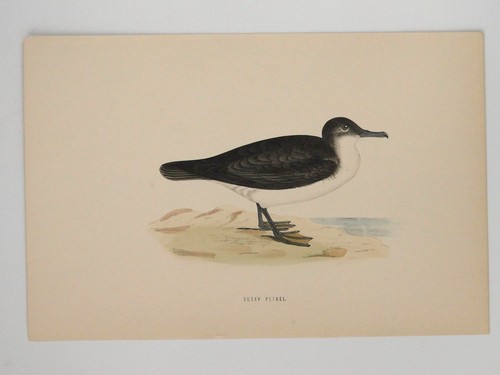 Dusky petrel british bird - dusky,