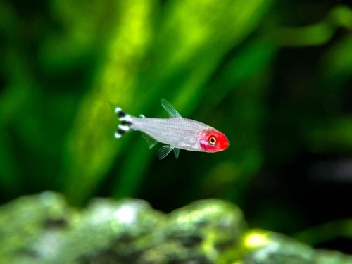 Rummy nose tetra - tetra, (hemigrammus