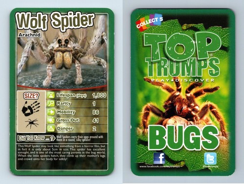 Wolf spider bugs 2009 - wolf,